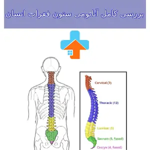 بررسی آناتومی ستون فقرات به درک ساختار و عملکرد دقیق ستون مهره‌ها در حفظ تعادل و حرکت بدن کمک می‌کند.