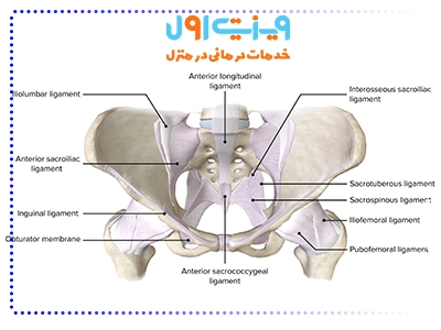 آناتومی لگن انسان شامل دو بخش قدامی و خلفی است که در آن استخوان‌های دنبالچه و ساکروم نقش مهمی در حفظ تعادل و استحکام بدن دارند.