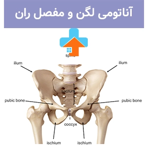آناتومی لگن انسان شامل ساختار لگن خاصره و ارتباط آن با ستون فقرات و اندام‌های تحتانی است که در تن‌شناسی لگن و مفصل ران نقش مهمی ایفا می‌کند.
