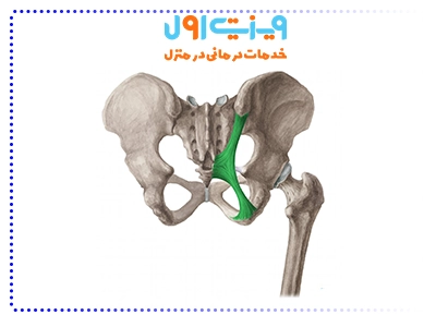 آناتومی لیگامان‌های لگن نقش مهمی در پایداری و استحکام مفصل ران دارد و از حرکات غیرطبیعی استخوان‌های لگن جلوگیری می‌کند.